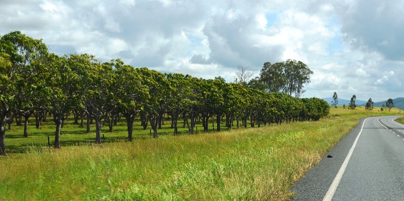 DSC_0033.JPG - Whitsunday cane fields