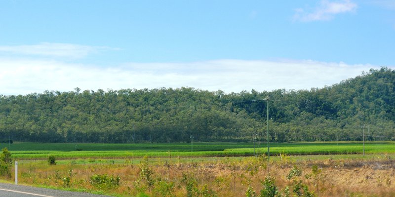 DSC_0035.JPG - Whitsunday cane fields