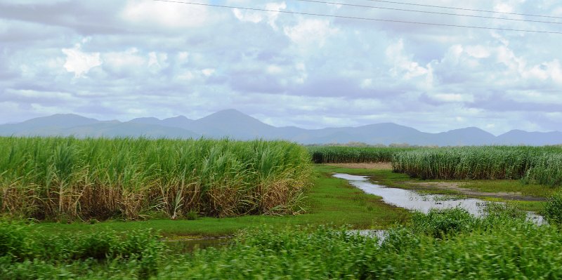 DSC_0041a.JPG - Whitsunday cane fields