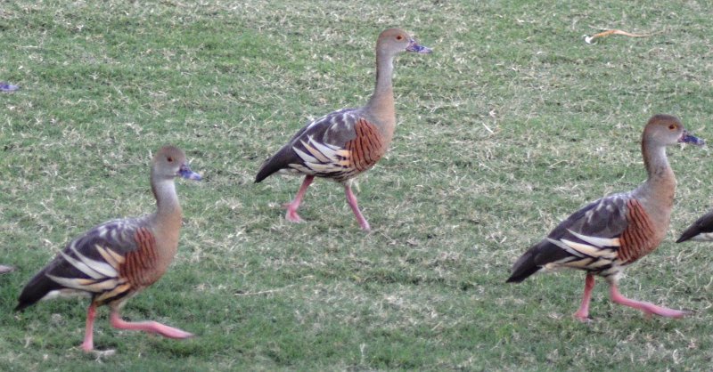 DSC_0041b.JPG - At the caravan park, Plumed Whistling-Ducks (page 26)