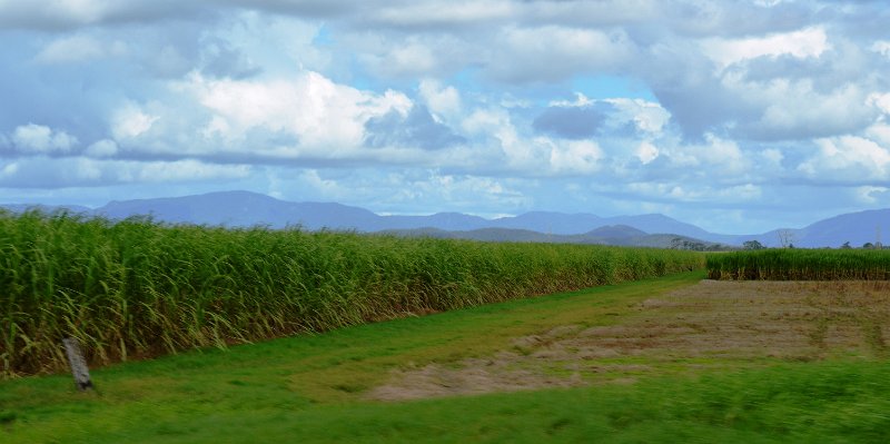 DSC_0043a.JPG - Whitsunday cane fields