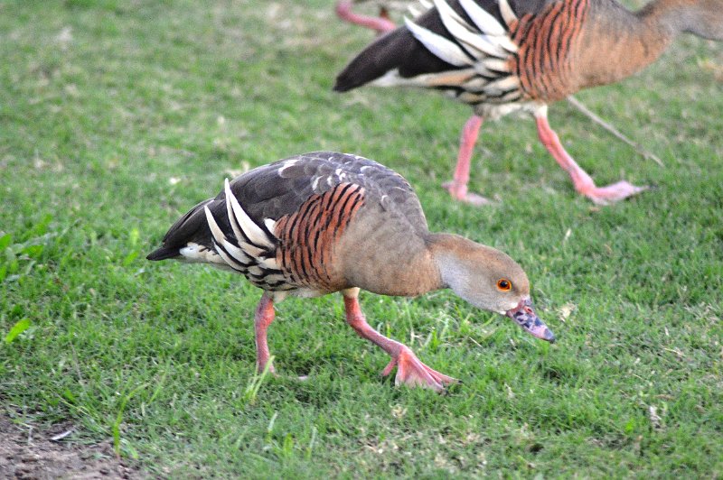 DSC_0048a.JPG - At the caravan park, Plumed Whistling-Ducks