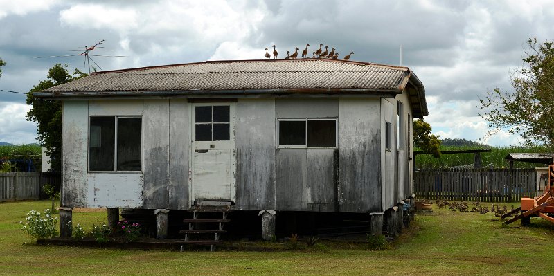 DSC_0070.JPG - Calen "duck house"