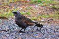 DSC_0003apostlebird446