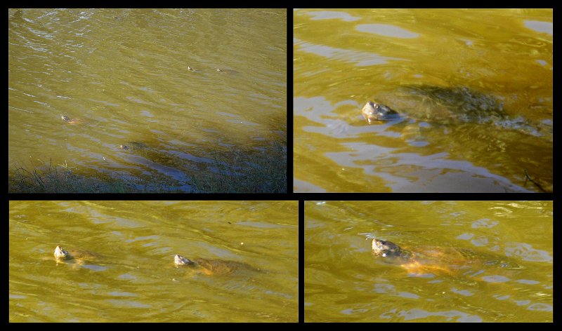 03Bowen6.jpg - Bowen town centre - Mullers Lagoon (turtles)