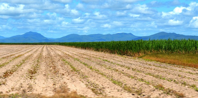 DSC_0015.JPG - Approaching Bowen; sugar cane plantations