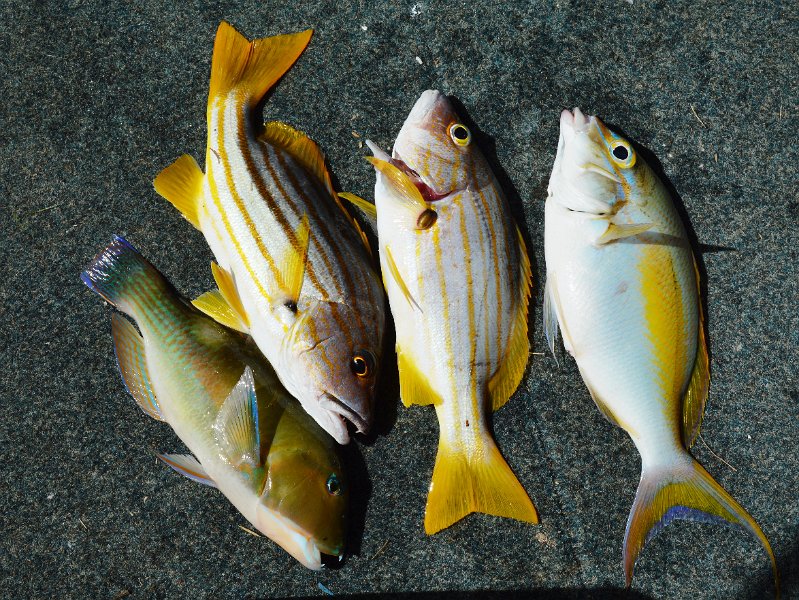 DSC_0039a.JPG - Our ordinary catch but enough for a couple of meals