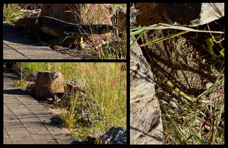 05Tville3.jpg - Townsville; a large Goanna on a Castle Hill walkway