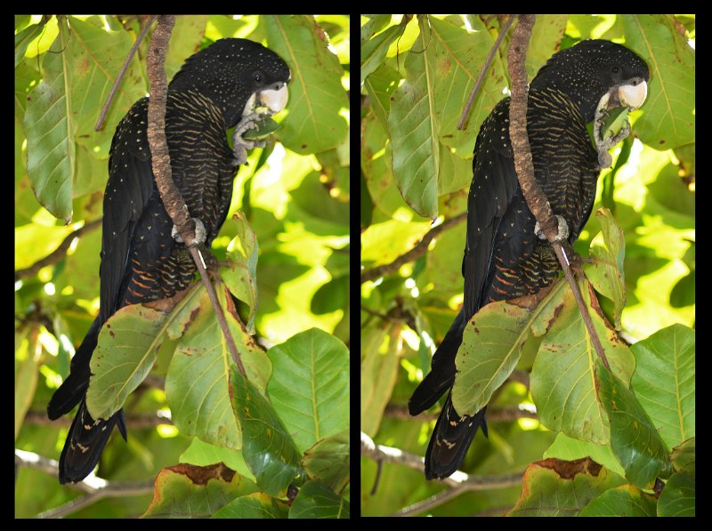 06Tville1.jpg - Townsville; the Strand waterfront - Red-tailed Black Cockatoo