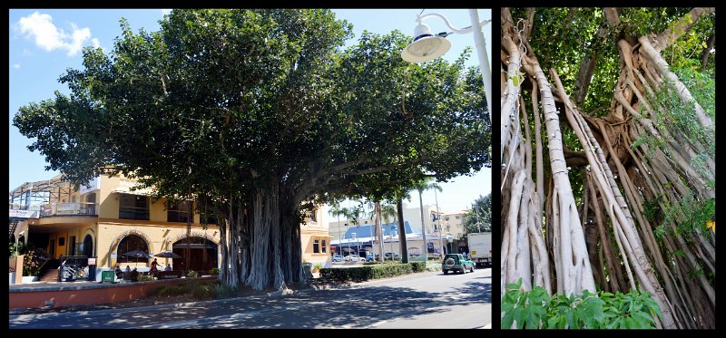 09TvilleA.jpg - Townsville; The Strand, Fig Trees