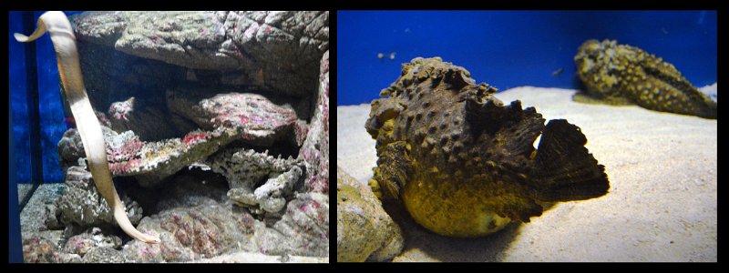 06Tville11.jpg - Townsville; Great Barrier Reef Aquarium (Reef HQ) - stone fish