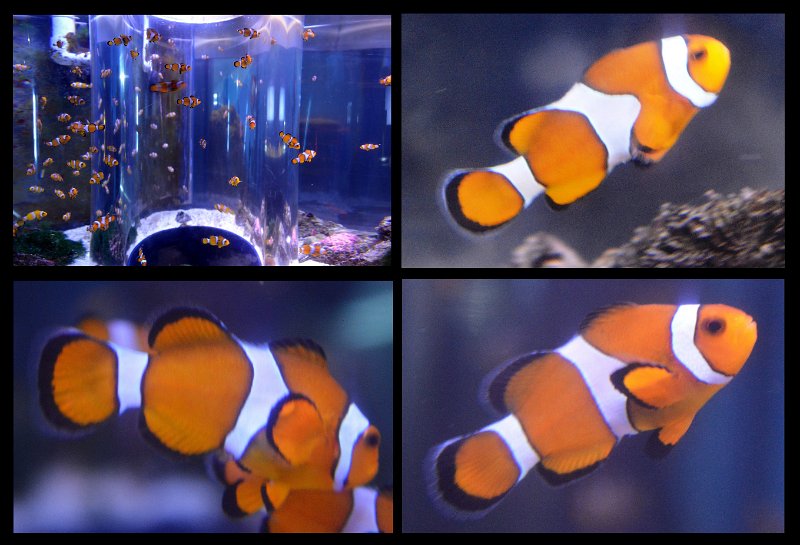 06Tville12.jpg - Townsville; Great Barrier Reef Aquarium (Reef HQ)