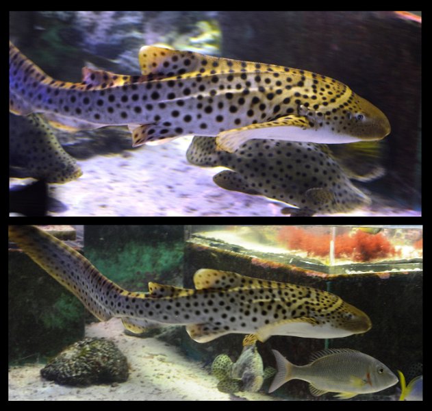 06Tville4.jpg - Leopard Sharks