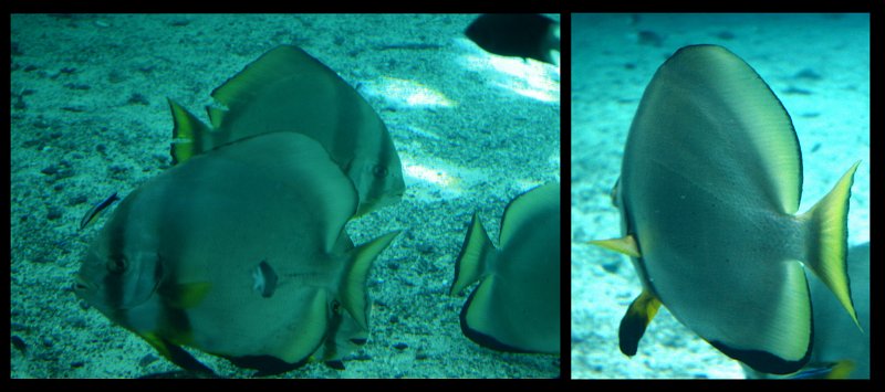 06Tville6.jpg - Townsville; Great Barrier Reef Aquarium (Reef HQ)