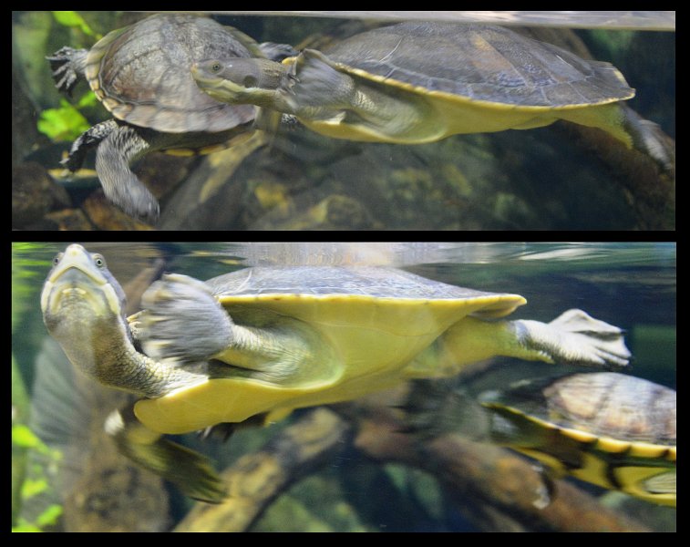 06Tville7.jpg - Freshwater turtles