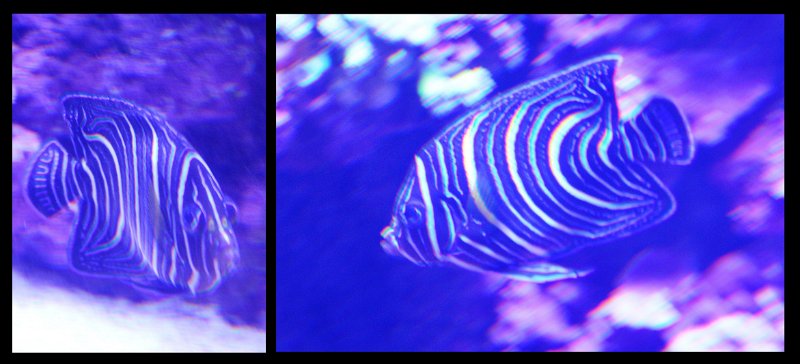 06Tville8.jpg - Townsville; Great Barrier Reef Aquarium (Reef HQ)