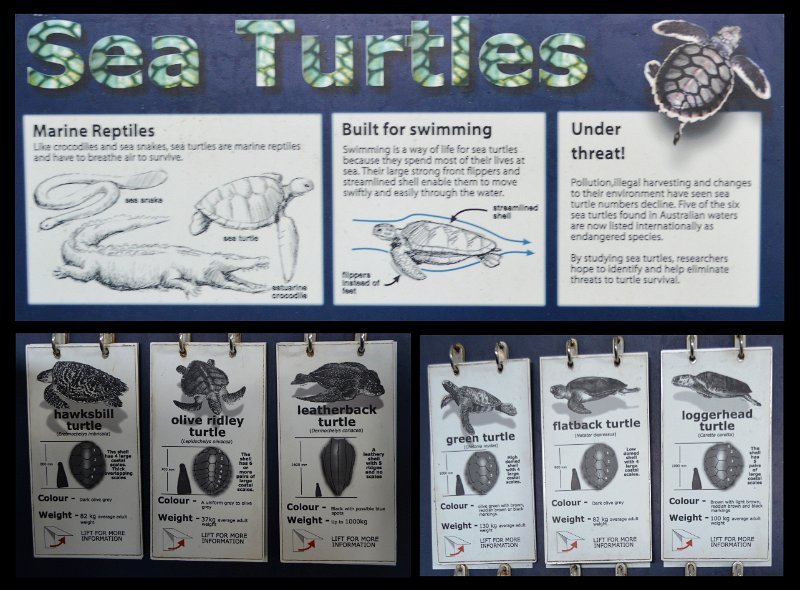 06Tville9.jpg - Turtle hospital