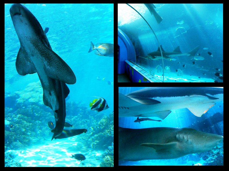 06TvilleJoy1.jpg - shark tank