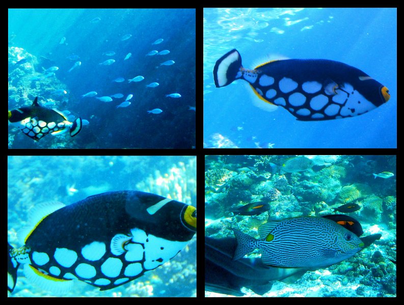 06TvilleJoy3.jpg - Townsville; Great Barrier Reef Aquarium (Reef HQ)