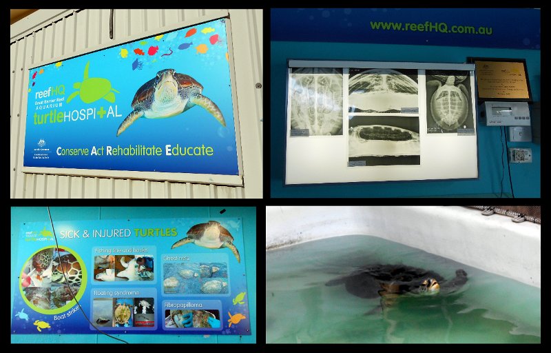 06TvilleJoy4.jpg - Turtle hospital