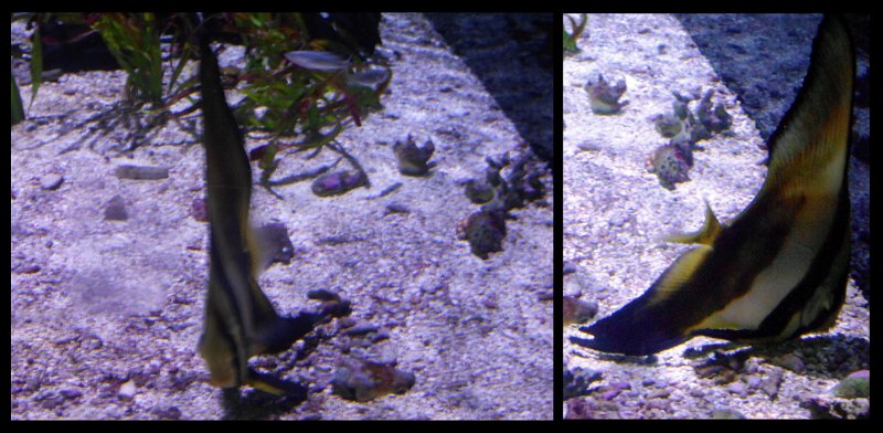 06TvilleJoyB.jpg - Townsville; Great Barrier Reef Aquarium (Reef HQ)