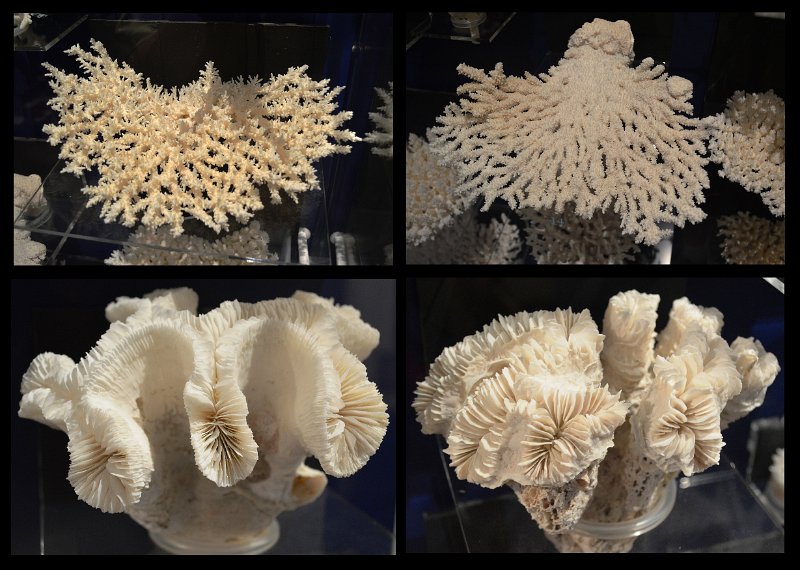 09Tville5.jpg - Museum of Tropical Qld - Tropical Queensland Discovery exhibits