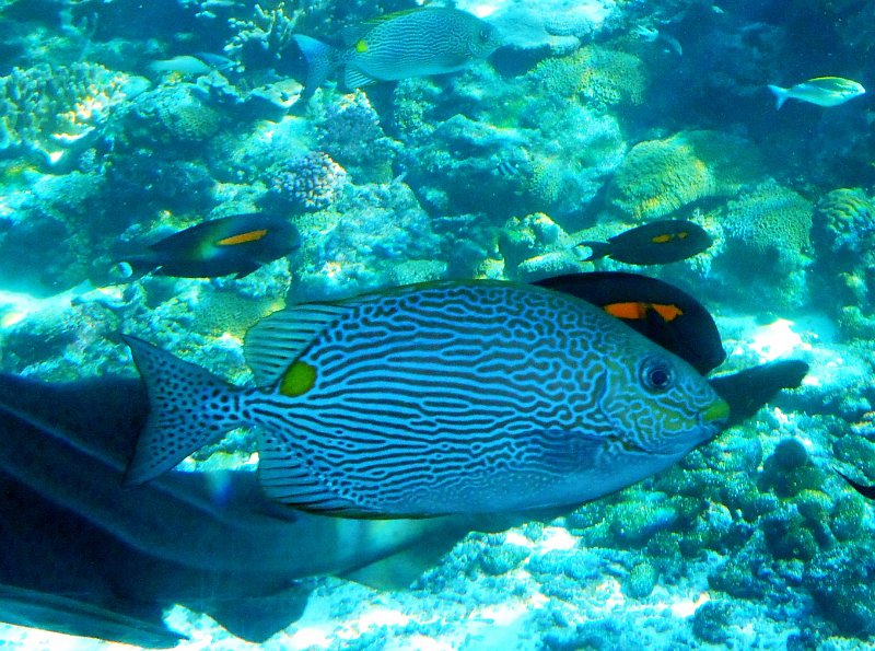 DSCN1656.JPG - Townsville; Great Barrier Reef Aquarium (Reef HQ)
