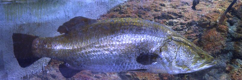 DSC_0055.JPG - Barramundi