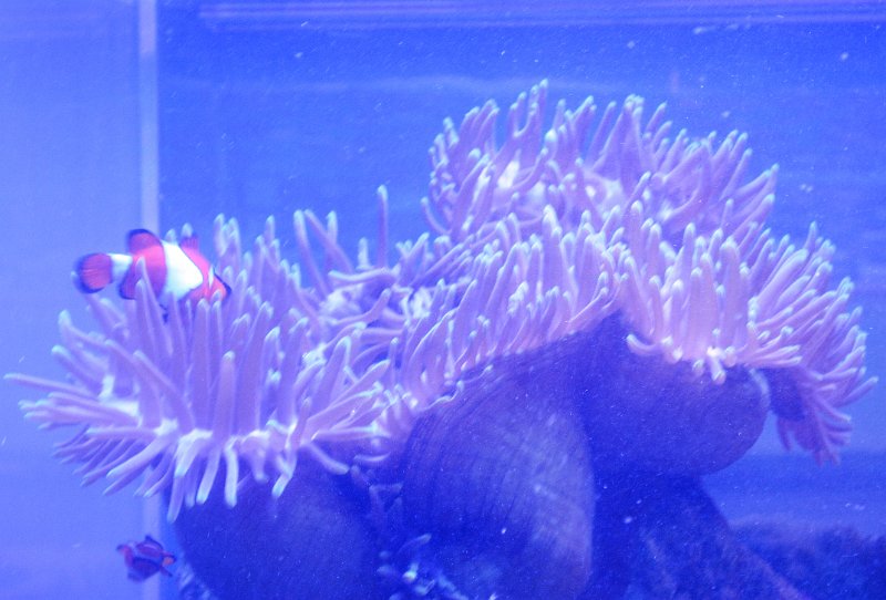 DSC_0057.JPG - Townsville; Great Barrier Reef Aquarium (Reef HQ)