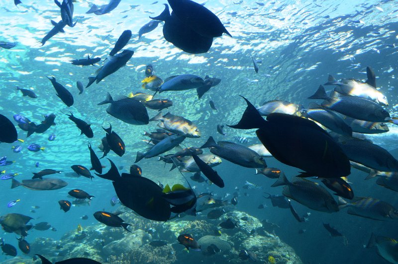 DSC_0059.JPG - Townsville; Great Barrier Reef Aquarium (Reef HQ)