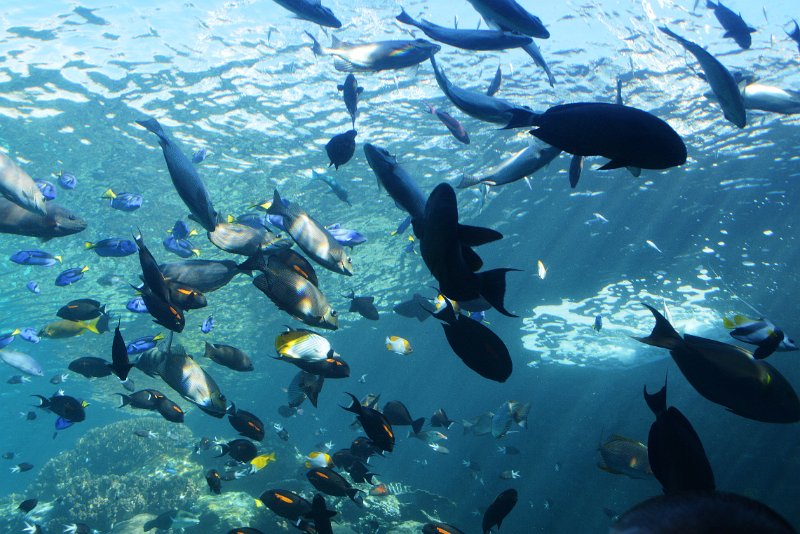 DSC_0060.JPG - Townsville; Great Barrier Reef Aquarium (Reef HQ) - shark tank