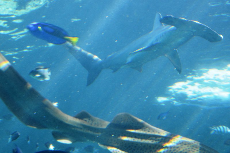 DSC_0062.JPG - shark tank