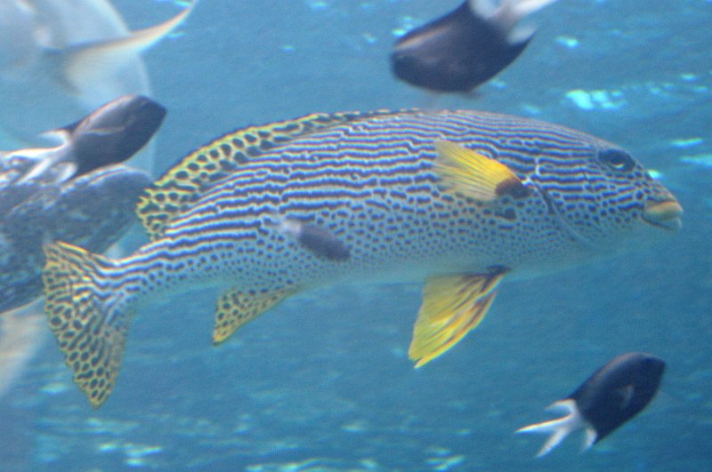 DSC_0065.JPG - Townsville; Great Barrier Reef Aquarium (Reef HQ)
