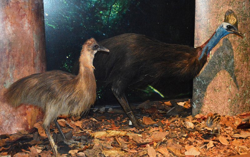 DSC_0072.JPG - Museum of Tropical Qld - Tropical Queensland Discovery exhibits - Cassowary