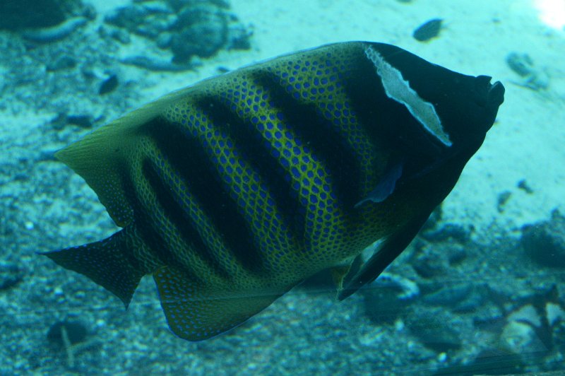 DSC_0085.JPG - Townsville; Great Barrier Reef Aquarium (Reef HQ)