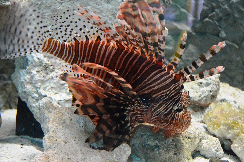 DSC_0093.JPG - Townsville; Great Barrier Reef Aquarium (Reef HQ)