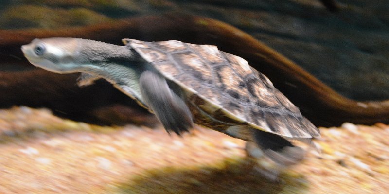 DSC_0097.JPG - Freshwater turtles