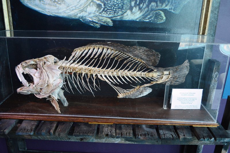 DSC_0101.JPG - Groper skeleton