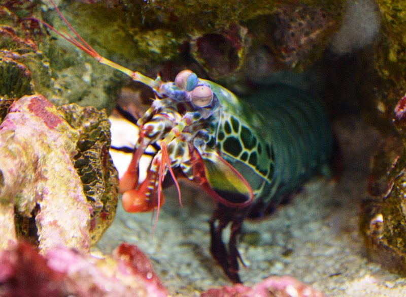 DSC_0103.JPG - Townsville; Great Barrier Reef Aquarium (Reef HQ)