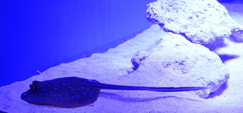 DSC_0106.JPG - Townsville; Great Barrier Reef Aquarium (Reef HQ)