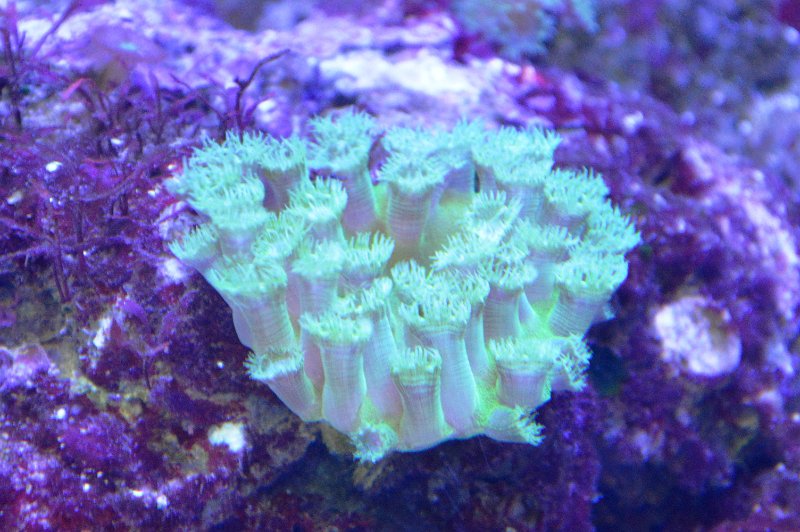 DSC_0109.JPG - Townsville; Great Barrier Reef Aquarium (Reef HQ)