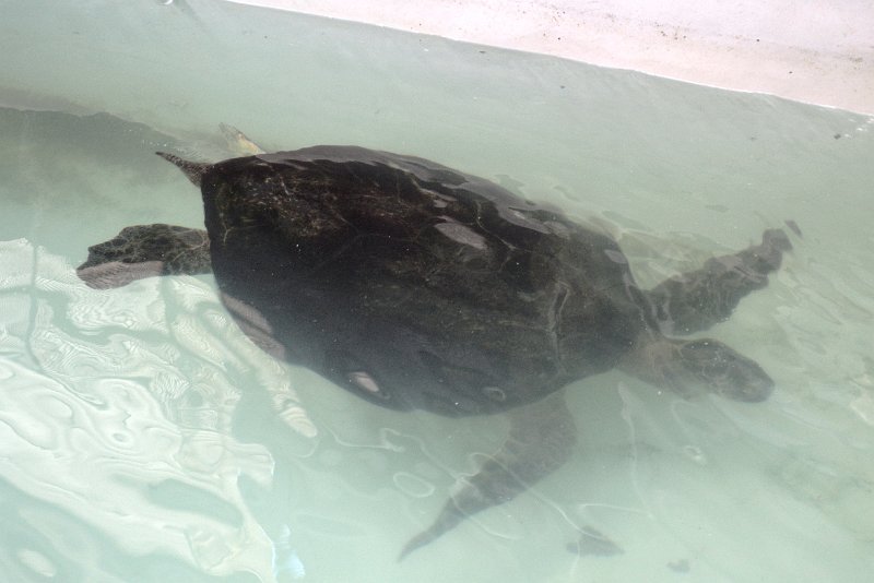 DSC_0116.JPG - Turtle hospital
