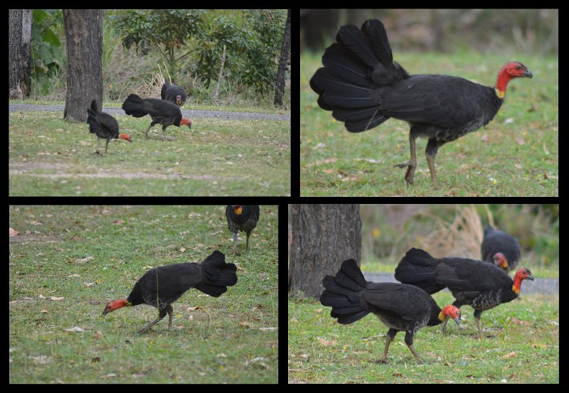 12CrystalCk.jpg - Australian Brush Turkey (aka Scrub Turkey)
