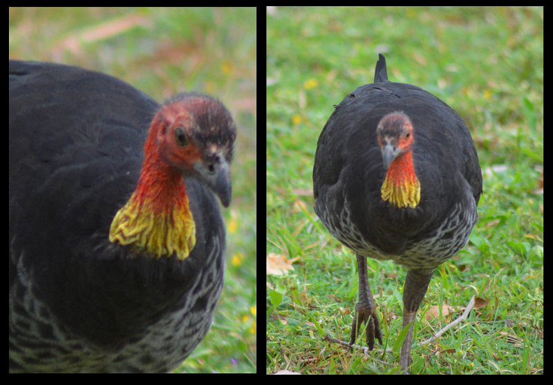12CrystalCk1.jpg - Australian Brush Turkey (aka Scrub Turkey)