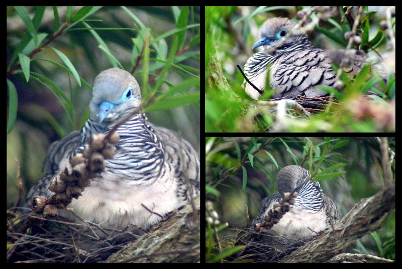 15Lucinda1.jpg - Peaceful Dove sitting on the nest right beside our window