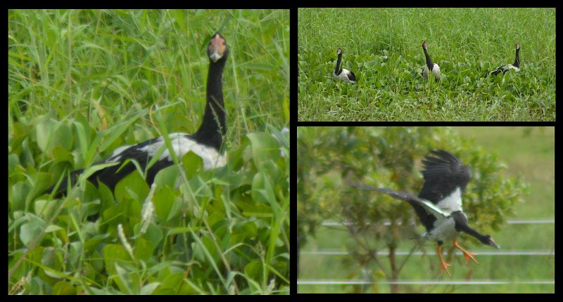 15Lucinda12.jpg - Magpie Geese (aka Pied Goose)