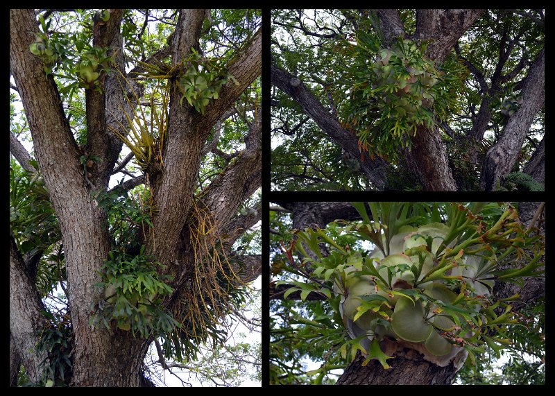 15Lucinda13.jpg - Lucinda waterfront park with beautiful Elkhorn ferns in the trees