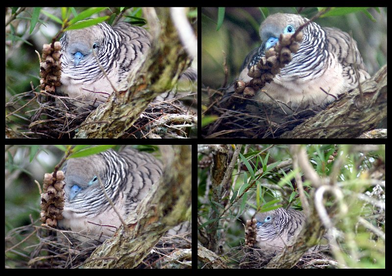 15Lucinda2.jpg - Peaceful Dove sitting on the nest right beside our window