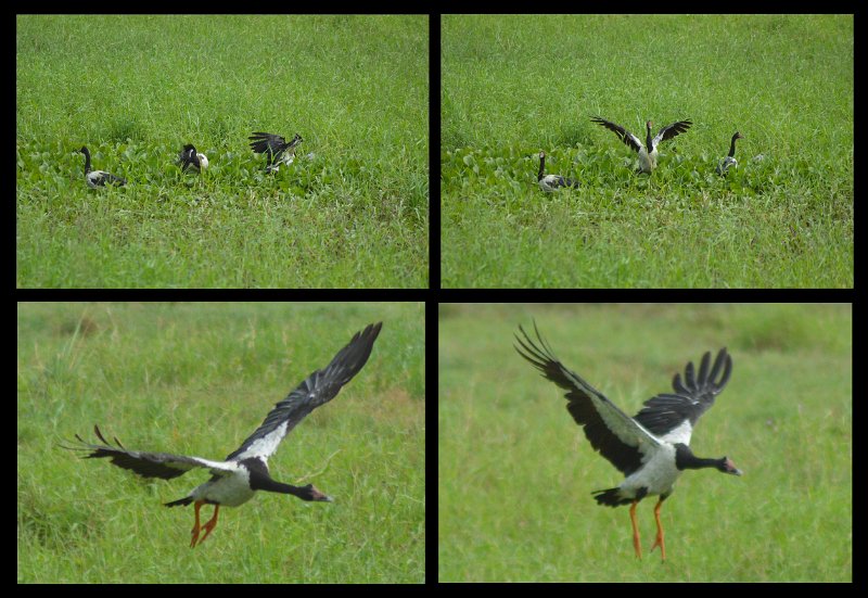 15Lucinda8.jpg - Magpie Geese (aka Pied Goose)