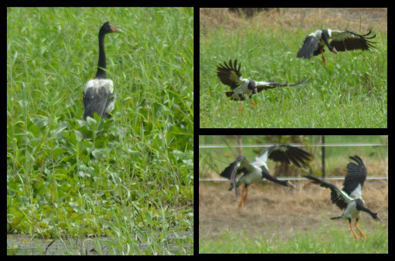 15Lucinda9.jpg - Magpie Geese (aka Pied Goose)